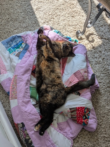 calico cat on purple and white quilt.