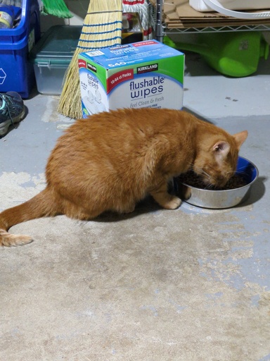 Orange Cat Eating 
