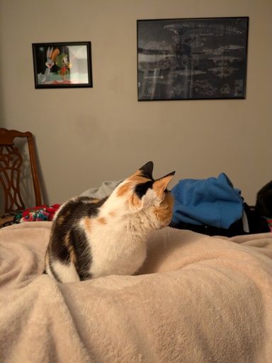 cat on bed