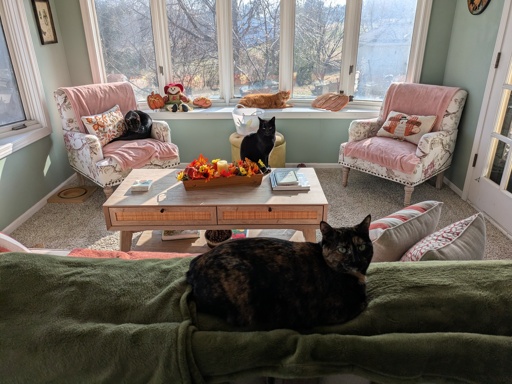 four cats in a sun room 
