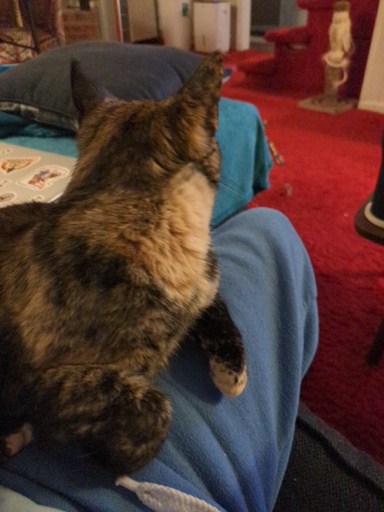 Cat on lap