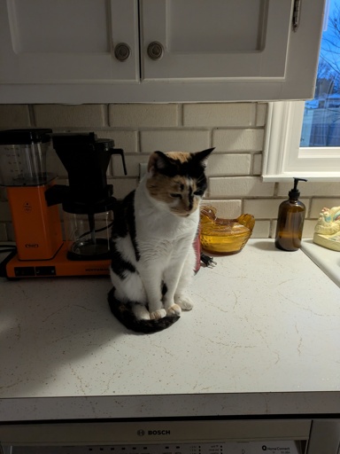 Calico cat on counter.
