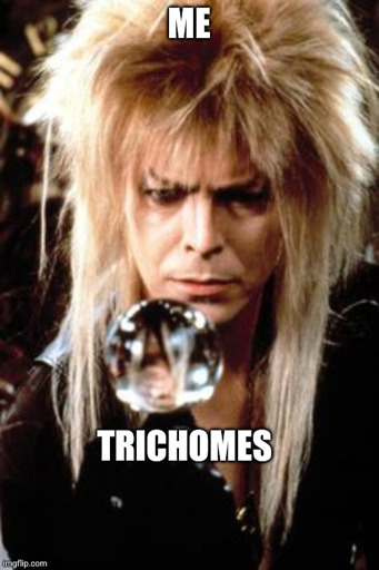 The goblin king (David Bowie) labeled "Me" is pondering a crystal orb, labeled "Trichomes"